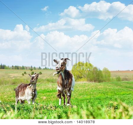 Zwei Ziegen stehen auf grünem Gras und suchen irgendwo