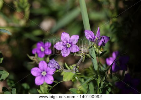 Flower of European Venus looking glass (Legousia speculum veneris) an ornamental plant from Central and Southern Europe.