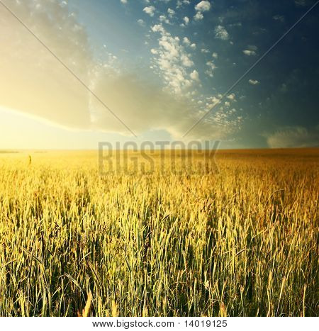 Sunrise buğday alanı üzerinde