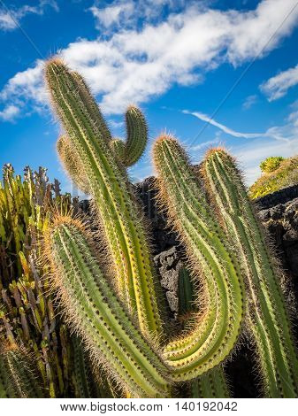 Large cactus in the Cactus Garden designed by Cesar Manrique, Lanzarote, Canary Islands, Spain