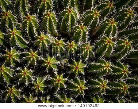 Close up of the cactuses in the Cactus Garden designed by Cesar Manrique, Lanzarote, Canary Islands, Spain
