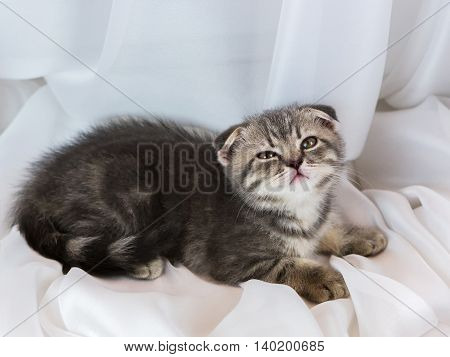 Beautiful little tabby kitten on a window sill. Scottish Fold breed.