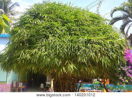 bamboo tree cluster forming one large tree, coconut fronds and bougainvillea glimpsed in the background, child's head barely visible under the tree, water jug in metal tilting frame, other metal water dispensers glimpsed in doorway of elementary school ne