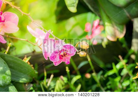 Beautiful Blooming Orchids In Forest