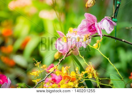 Beautiful Blooming Orchids In Forest