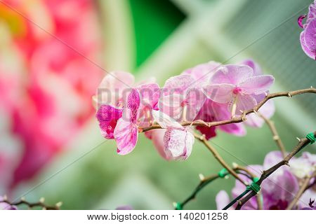 Beautiful Blooming Orchids In Forest