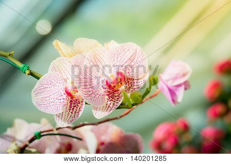 Beautiful Blooming Orchids In Forest