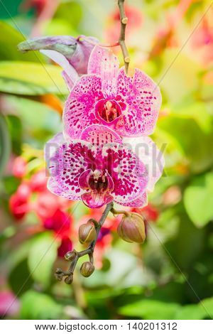 Beautiful Blooming Orchids In Forest