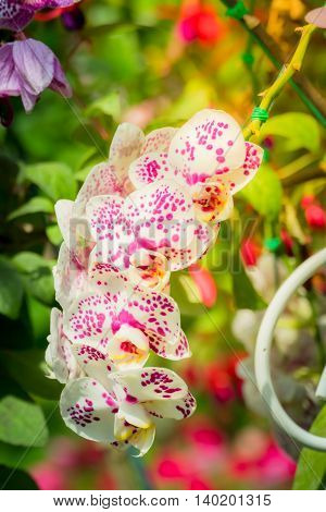 Beautiful Blooming Orchids In Forest