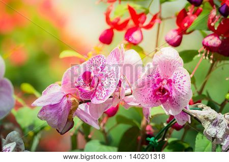 Beautiful Blooming Orchids In Forest