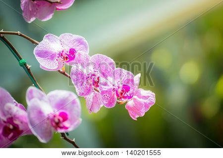 Beautiful Blooming Orchids In Forest