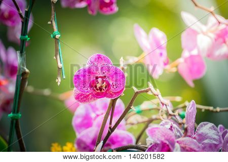 Beautiful Blooming Orchids In Forest