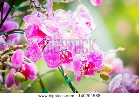 Beautiful Blooming Orchids In Forest