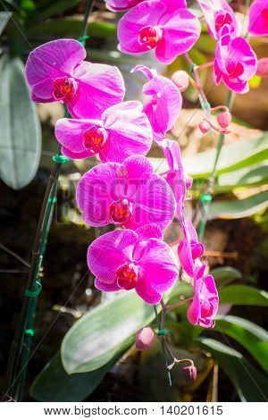 Beautiful Blooming Orchids In Forest