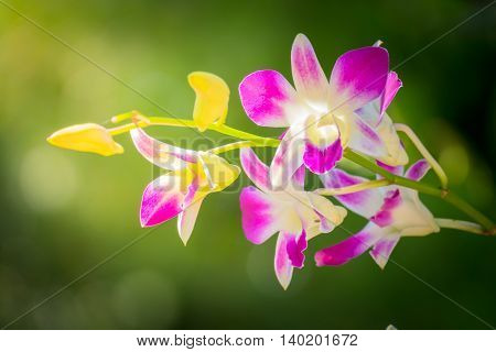 Beautiful Blooming Orchids In Forest