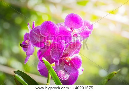 Beautiful Blooming Orchids In Forest