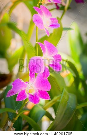 Beautiful Blooming Orchids In Forest