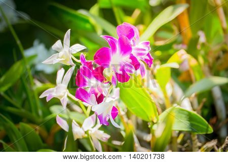 Beautiful Blooming Orchids In Forest