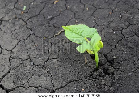 Germination of bean seeds on a background of black earth