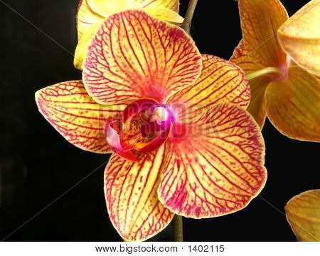 Orquídea