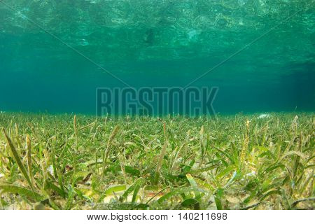 Underwater ocean background with seagrass