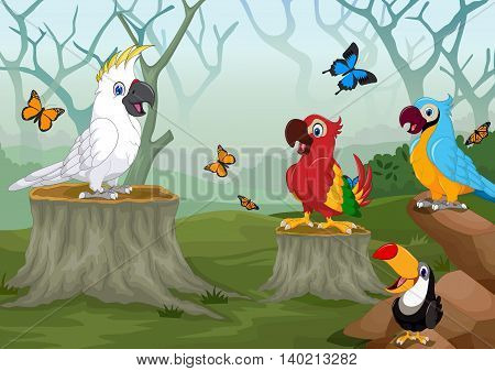 funny birds with deep forest landscape background