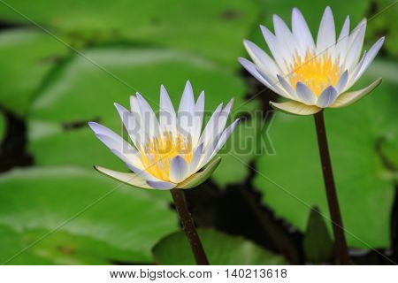 close up view of lotus flower in a pond