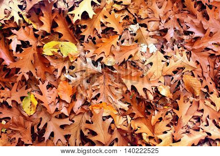Forest floor in autumn. Autumn foliage background.