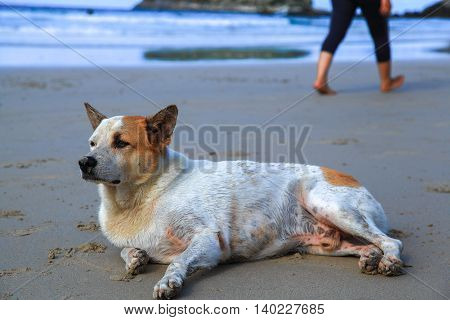 Lonely sad dog lying on the beach. From the dog people out.
