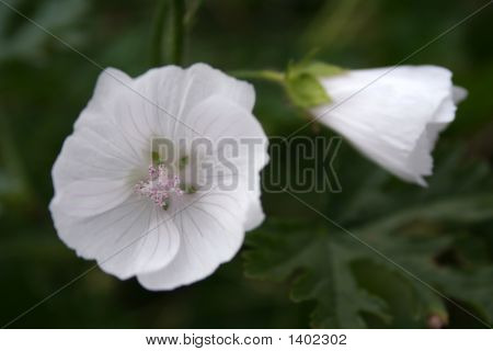 A Wild Rose
