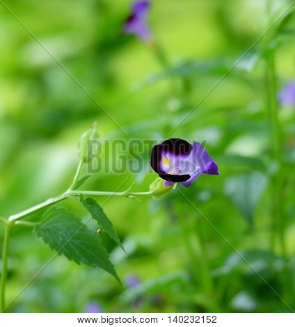 Bright purple flowers on a green background