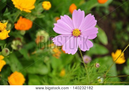 Butterfly with pink flowers in the garden