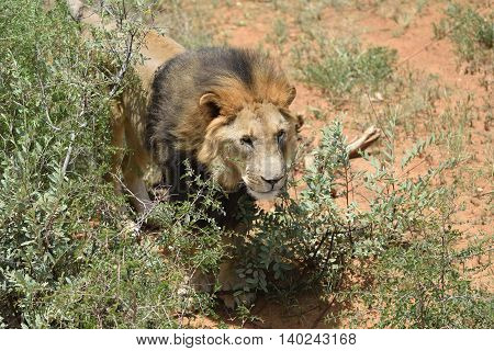 Male Lion, Namibia