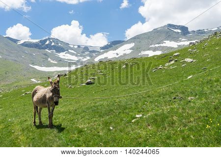 Summer Mountain View To Highland Giresun - Turkey