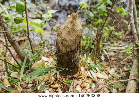 Trunk Of Fallen Tree Eared By Beaver