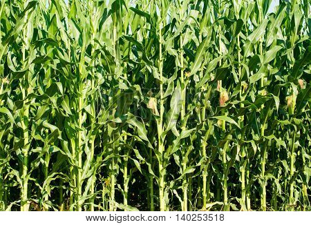 Detailed view of still unripe maize plants growing on the field.