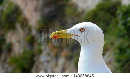 A seagull waiting for something to happen