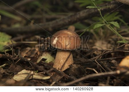 Boletus edulis in the forest. Edible mushroom in summer. Fungus on the grass. Closeup view