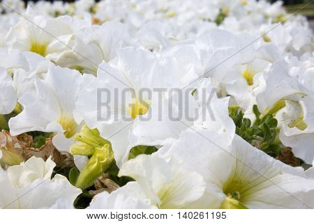 Beautiful white flowers. cool color flower bed