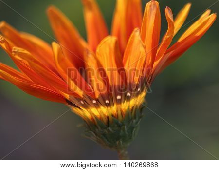 Sunny flower with white dots with sun light