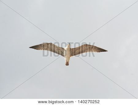One seagull in the blue sky flying