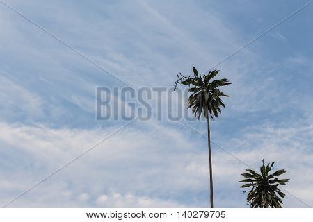 SilhouetteTree. Image Low Key tree and Cloud motion in the blue sky