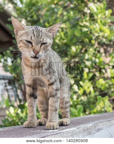 Cat, grey cat  with pitiable sad eyes. and colorful blur background
