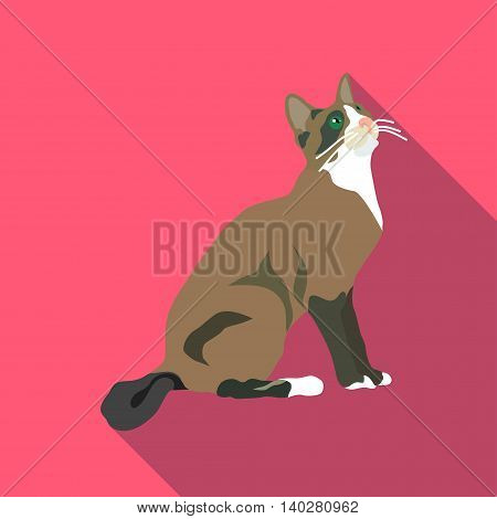 Cats Of Different Breeds With Long Shadow