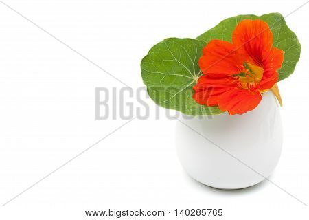 Beautiful flower nasturtium with green leaves in a ceramic vase flowerpot. Isolated on white with empty space for your text.