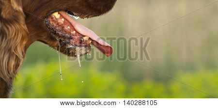 Website banner of a drooling Irish Setter dog in summer