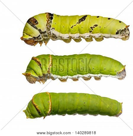 Catepillars Of Lime Butterfly ( Papilio Demoleus )