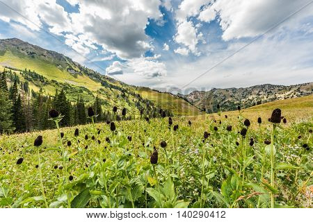 Bloomed out daisy wildflowers in alpine mountains at Albion Basin by Salt Lake City, Utah
