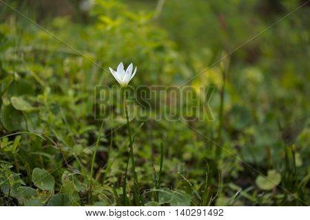 white rainy lily in the rainy seasons