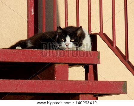 Cat lies on stairs during sunny day